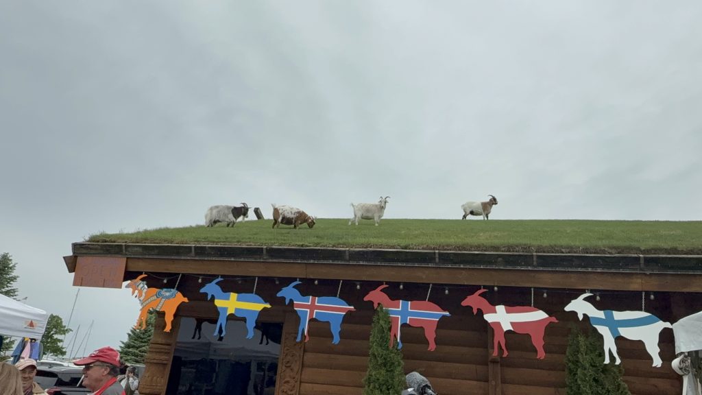 al johnsosn goats on roof