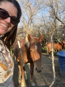 Pierres Beef Harvest Host